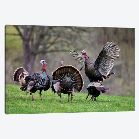 Wild Turkeys II Canvas Print #DEN941} by Dennis Frates Art Print