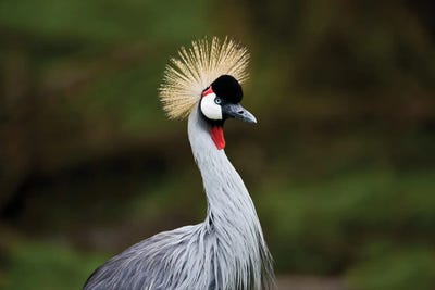 Showy Bird by Dennis Frates canvas print