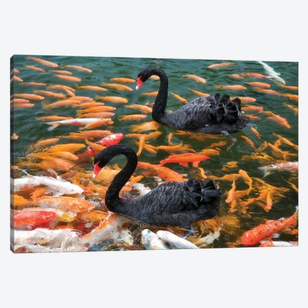 Swans With Koi Canvas Print #DEN944} by Dennis Frates Canvas Wall Art
