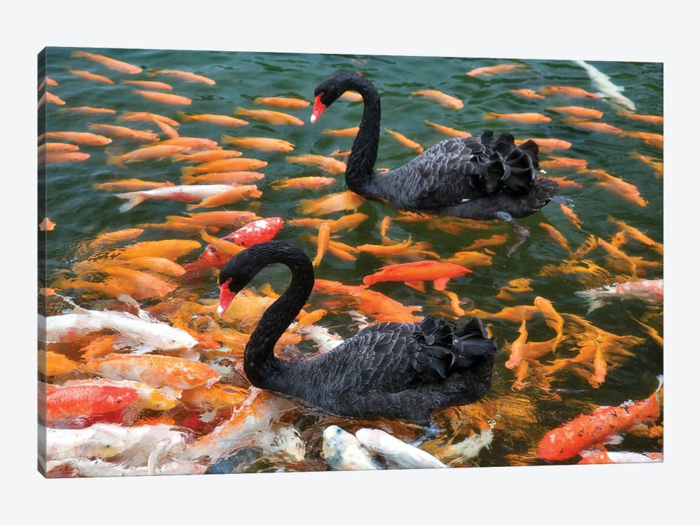 Swans With Koi by Dennis Frates 1-piece Canvas Wall Art