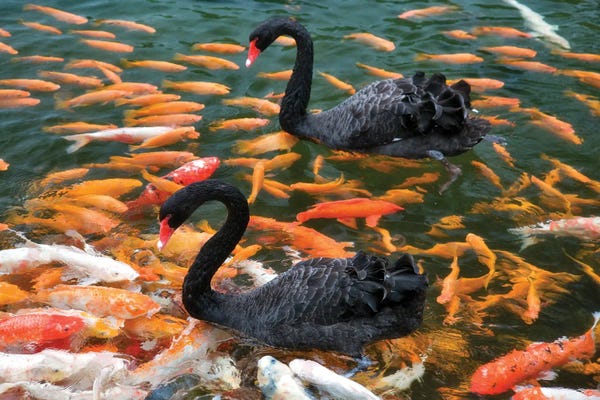Koi: Swans With Koi by Dennis Frates