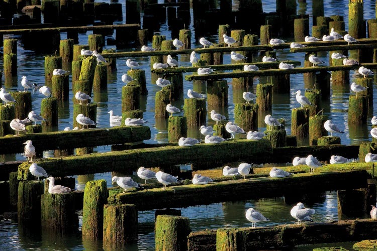 Seagull Roost