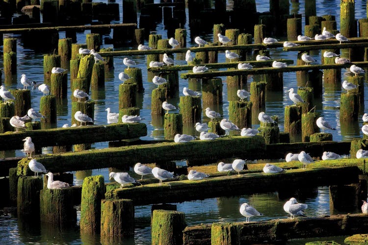 Seagull Roost by Dennis Frates wall art