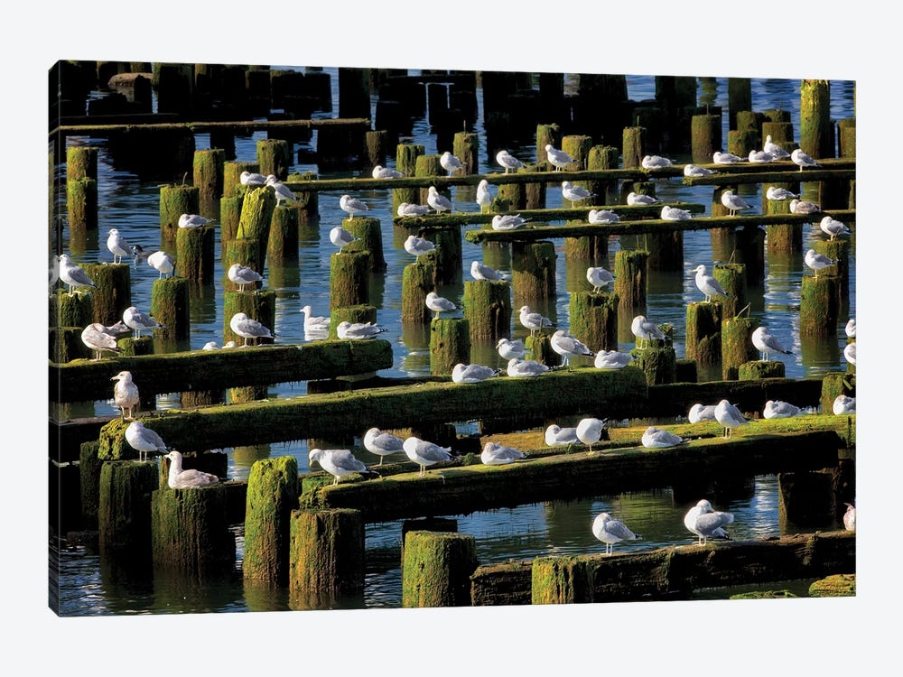 Seagull Roost by Dennis Frates 1-piece Art Print
