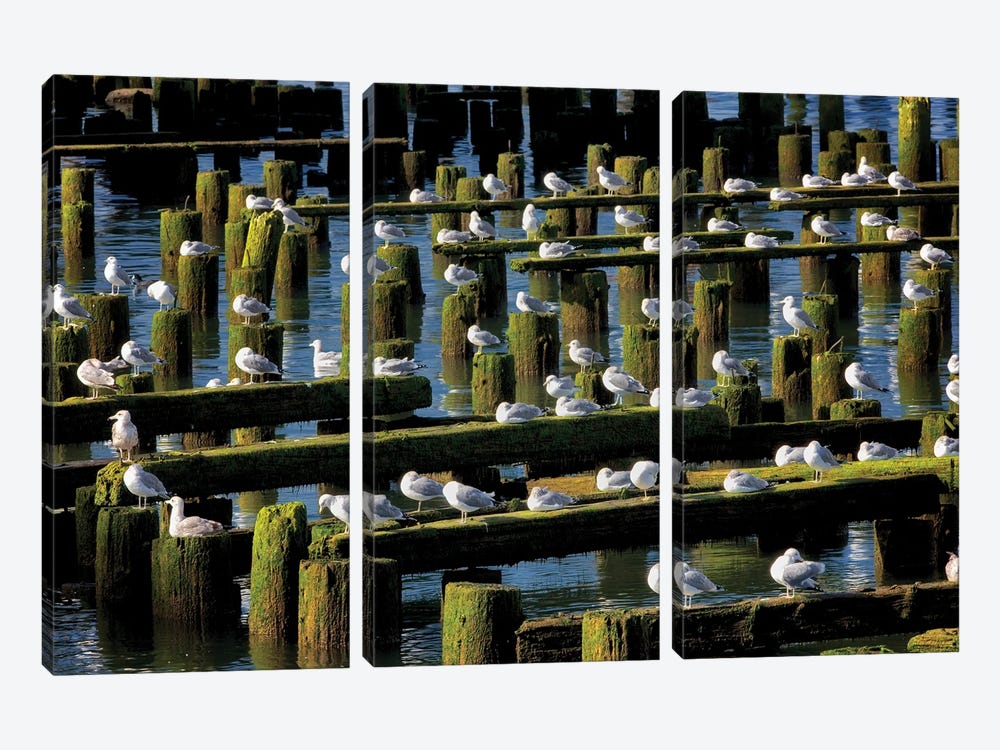 Seagull Roost by Dennis Frates 3-piece Art Print