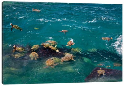 Sea Turtles Canvas Art Print - Marine Life Conservation