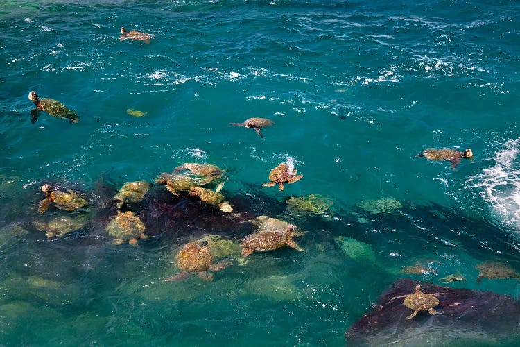 Sea Turtles by Dennis Frates wall art