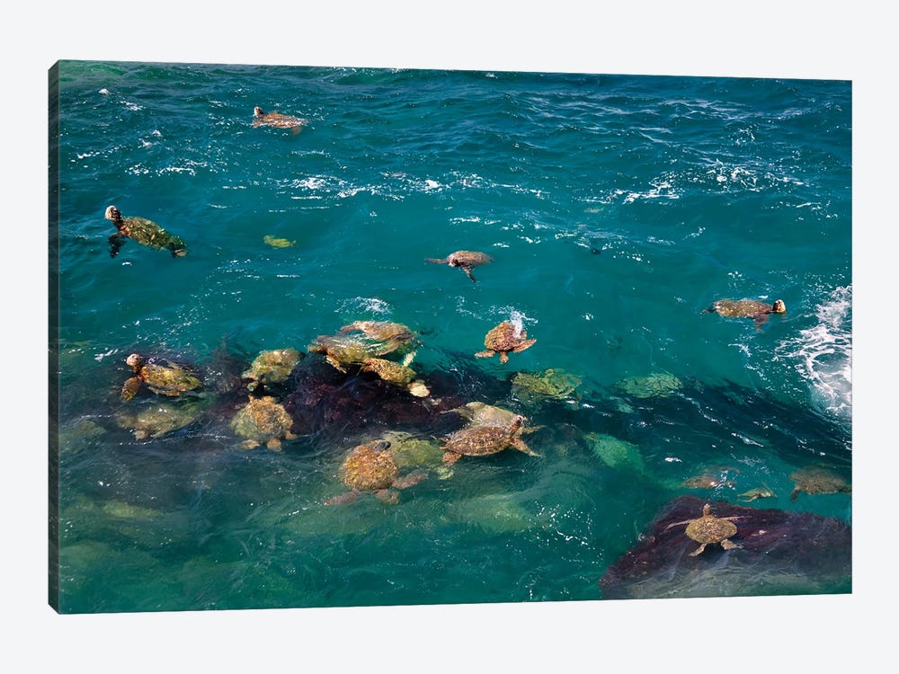 Sea Turtles by Dennis Frates 1-piece Canvas Artwork
