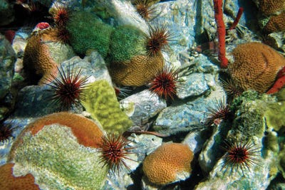 Coral II by Dennis Frates canvas print