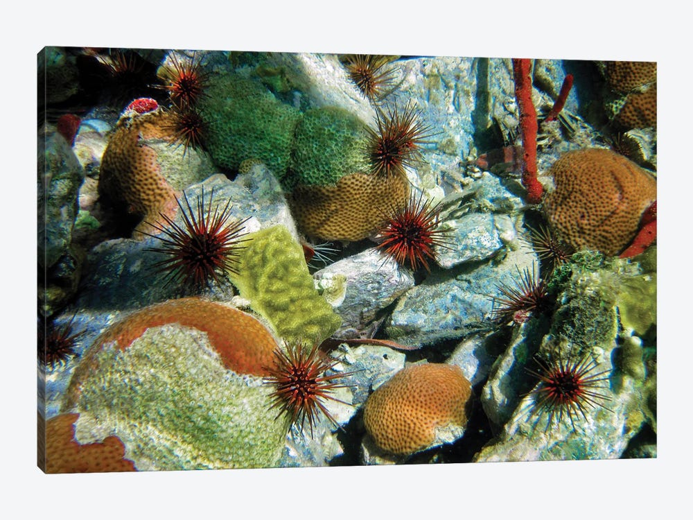 Coral II by Dennis Frates 1-piece Canvas Wall Art
