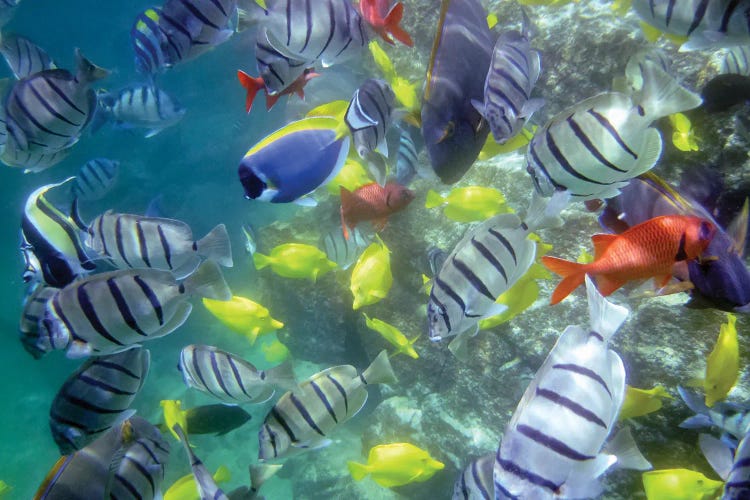 Tropical School by Dennis Frates wall art