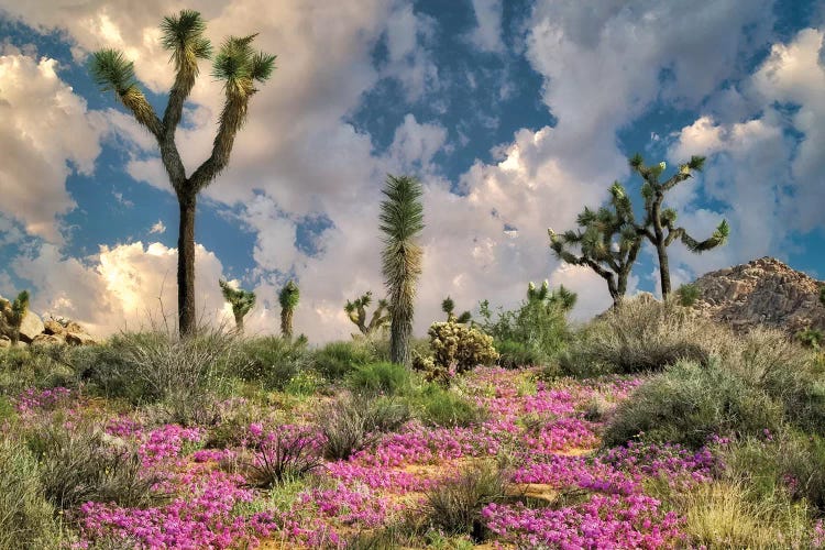 Desert Bloom by Dennis Frates wall art