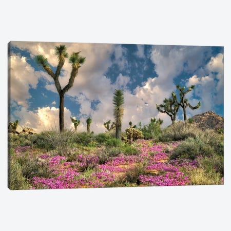 Desert Bloom Canvas Print #DEN94} by Dennis Frates Art Print