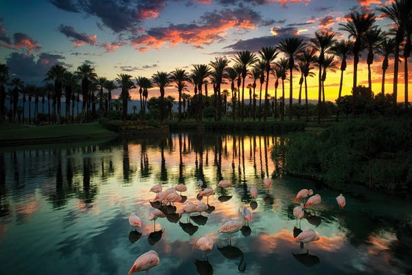 Flamingos: Sunrise Flamingos by Dennis Frates