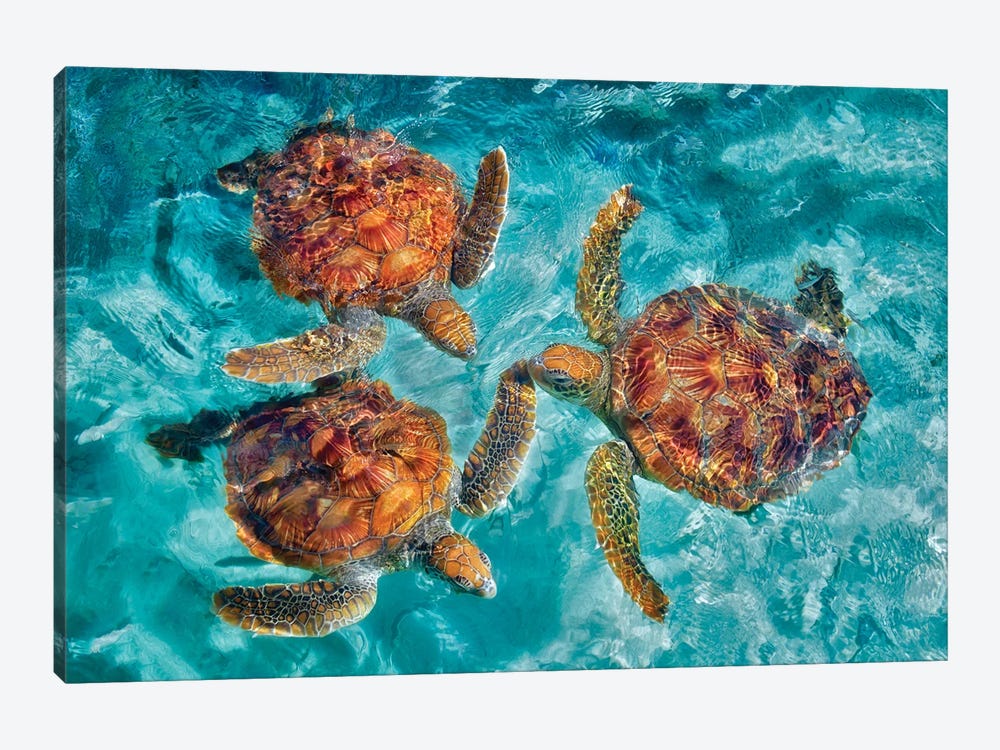 Three Sea Turtles by Dennis Frates 1-piece Art Print