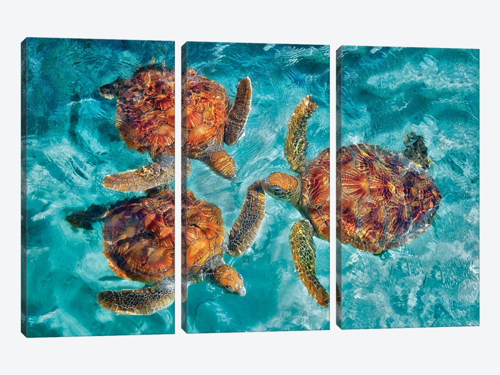 Three Sea Turtles by Dennis Frates 3-piece Canvas Print