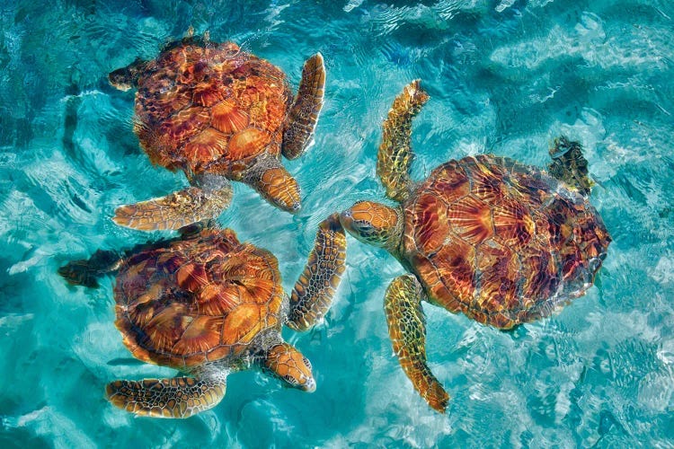 Three Sea Turtles by Dennis Frates wall art