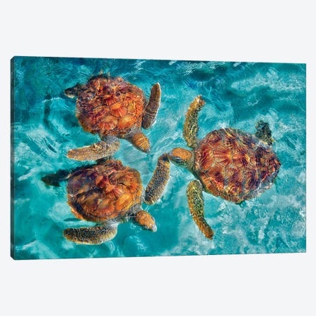 Three Sea Turtles Canvas Print #DEN952} by Dennis Frates Canvas Artwork