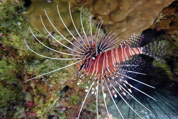 Lion Fish: Tropical Fish by Dennis Frates