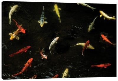 Koi From Above Canvas Art Print - Koi Fish Art