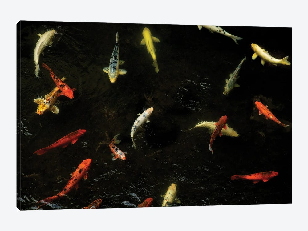 Koi From Above by Dennis Frates 1-piece Art Print