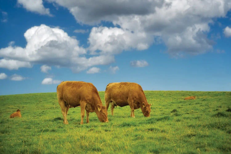Two Irish Cows by Dennis Frates wall art