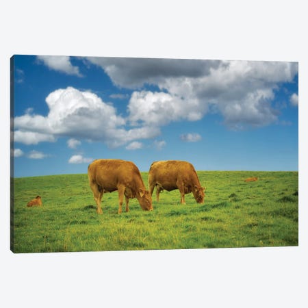 Two Irish Cows Canvas Print #DEN955} by Dennis Frates Art Print