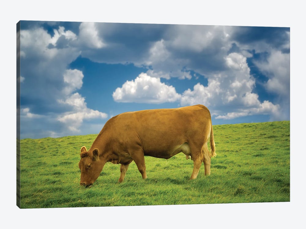 Lone Irish Cow by Dennis Frates 1-piece Canvas Print