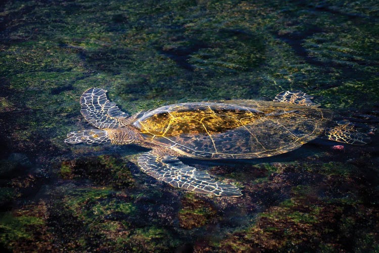 Sea Turtle by Dennis Frates wall art