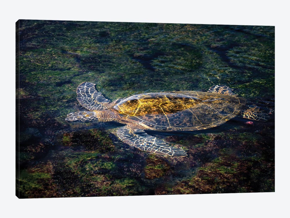 Sea Turtle by Dennis Frates 1-piece Canvas Art