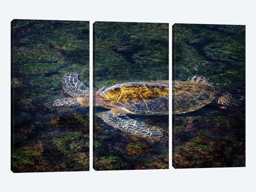 Sea Turtle by Dennis Frates 3-piece Canvas Artwork