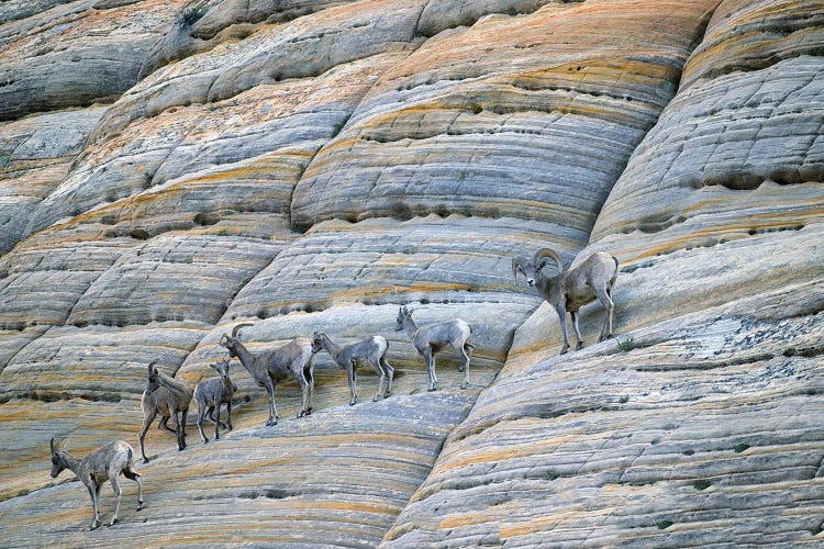 Cliff Sheep