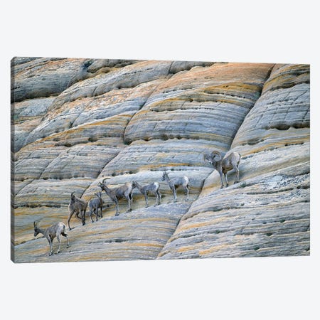 Cliff Sheep Canvas Print #DEN958} by Dennis Frates Canvas Art
