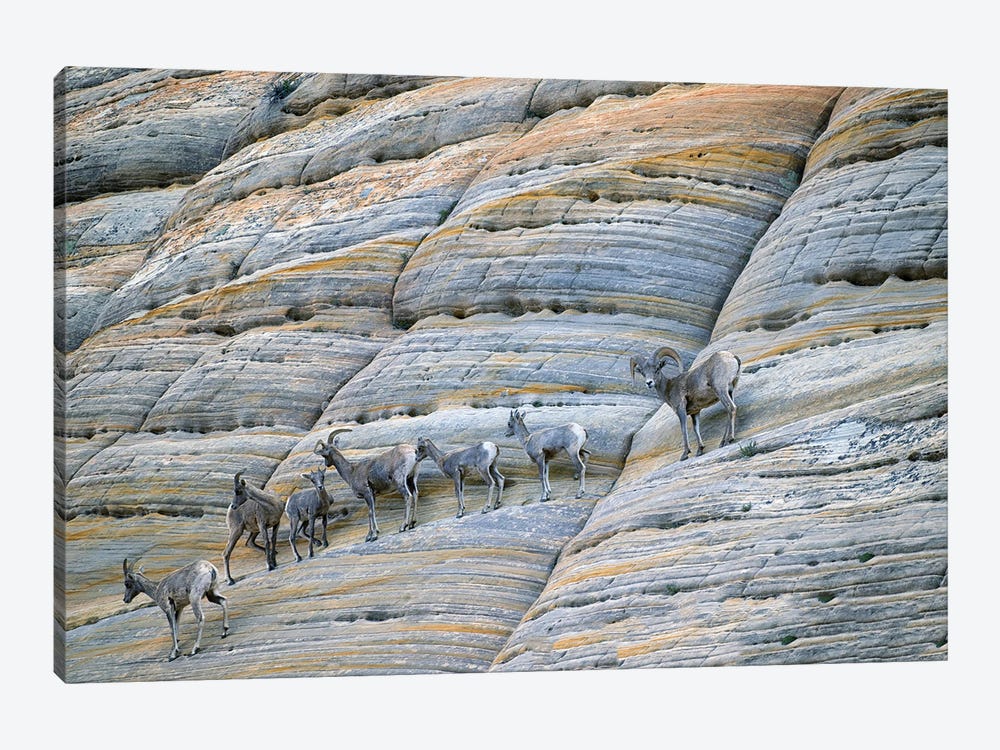 Cliff Sheep by Dennis Frates 1-piece Art Print