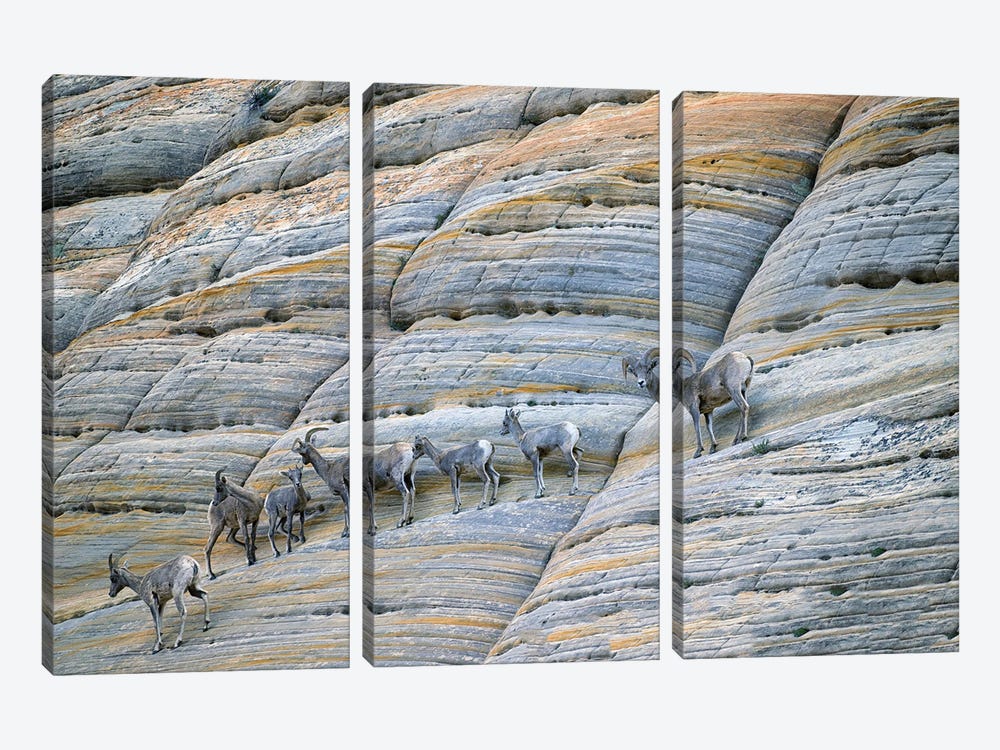 Cliff Sheep by Dennis Frates 3-piece Canvas Art Print