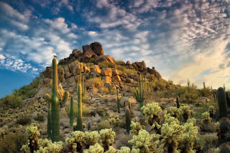 Desert Cactus