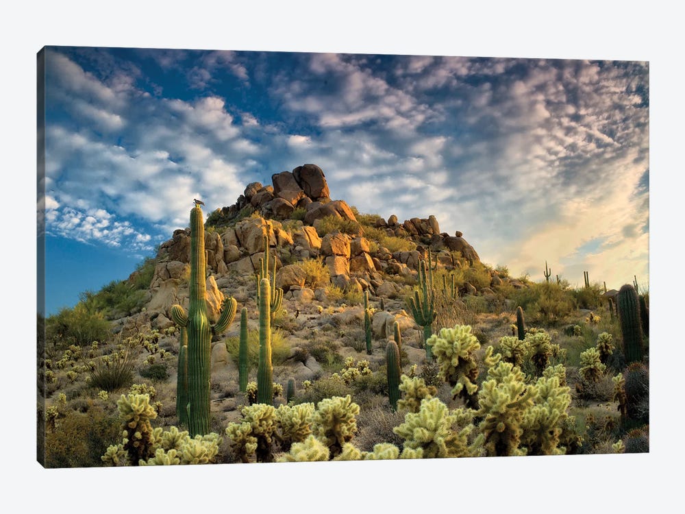 Desert Cactus by Dennis Frates 1-piece Canvas Wall Art