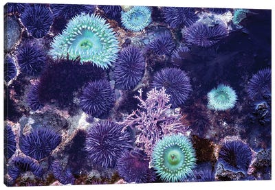 Tidepool Canvas Art Print - Coral Art