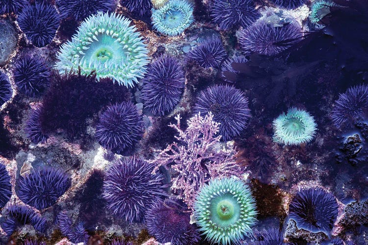 Tidepool by Dennis Frates wall art