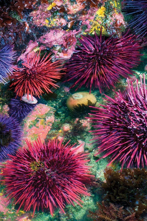Tidepool III by Dennis Frates wall art