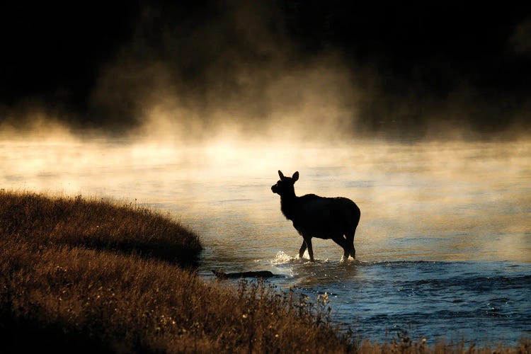 Morning Crossing