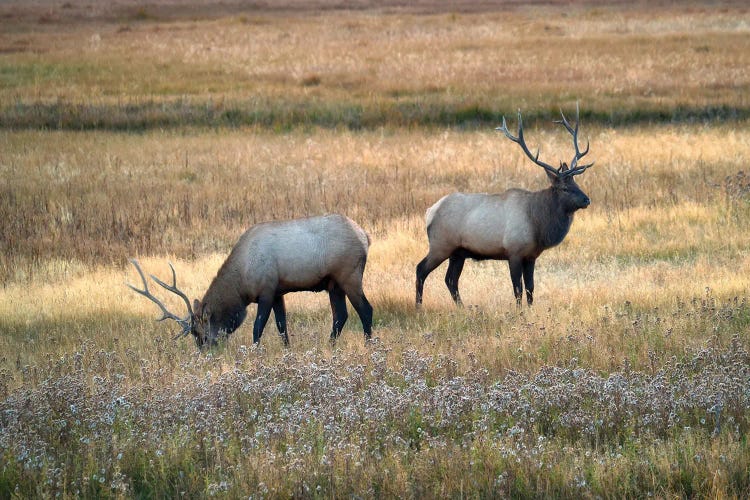 Meadow Elk