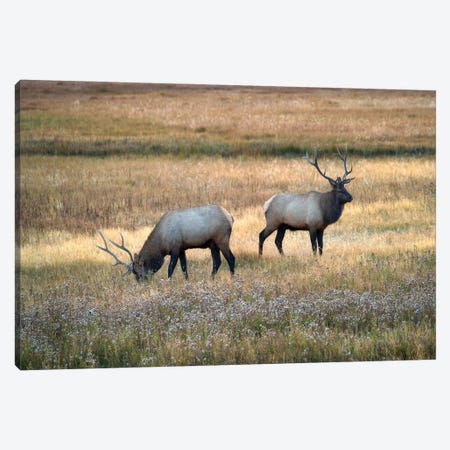 Meadow Elk Canvas Print #DEN965} by Dennis Frates Canvas Artwork