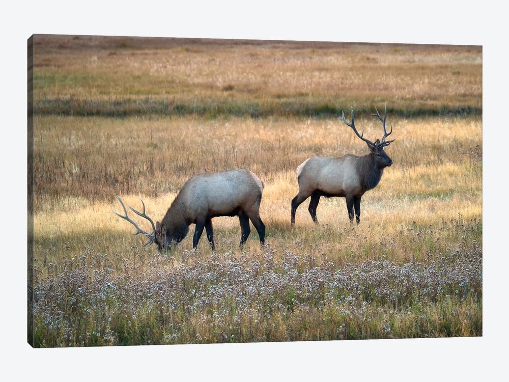 Meadow Elk by Dennis Frates 1-piece Canvas Print