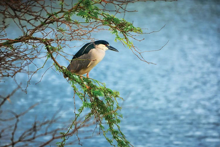 Heron Hunt