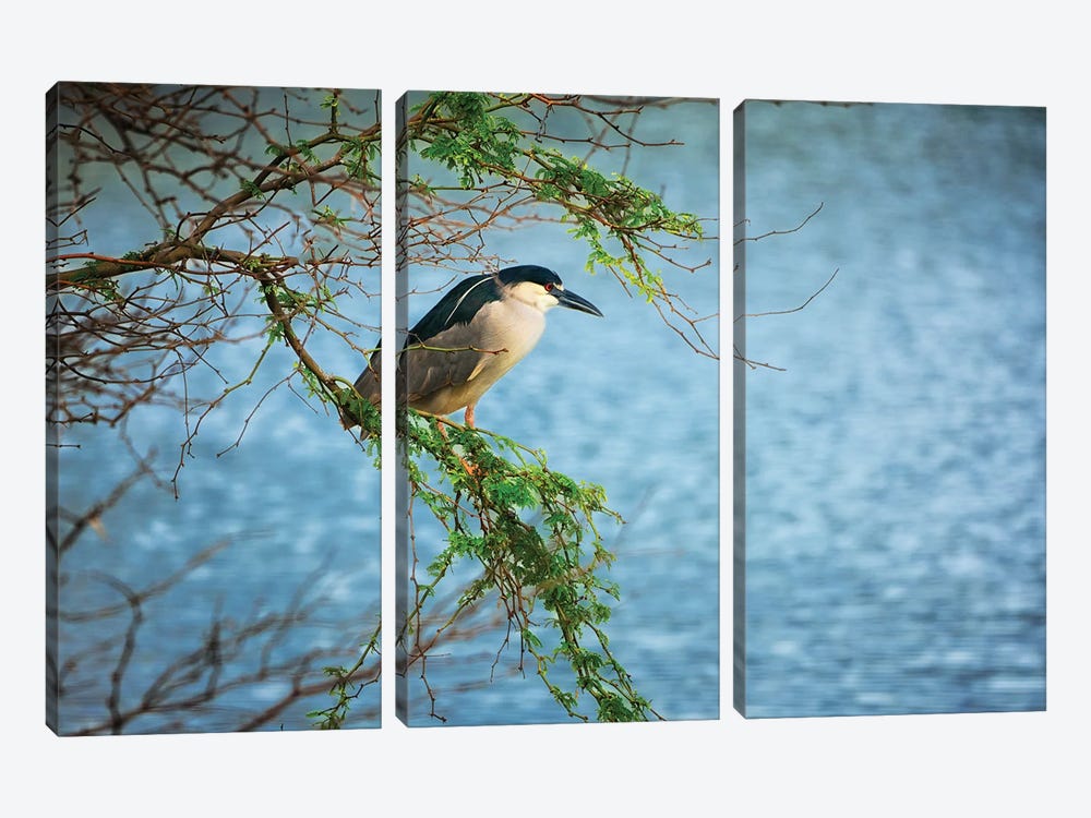 Heron Hunt by Dennis Frates 3-piece Canvas Wall Art