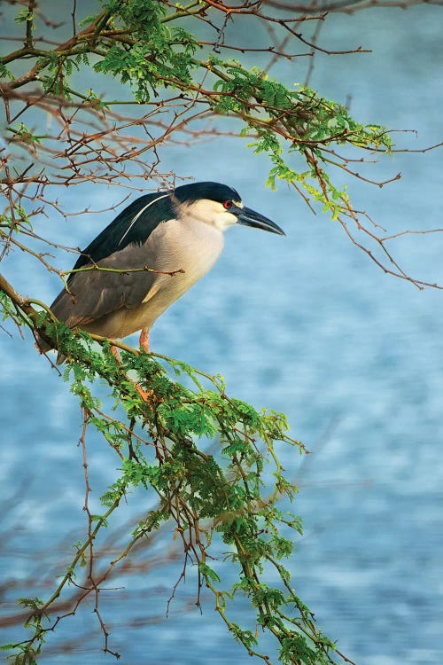 Heron Hunt II