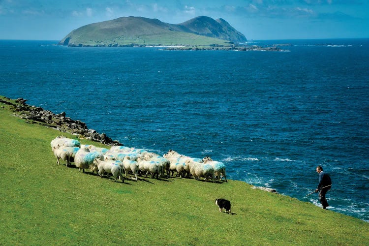 Irish Sheep Herding