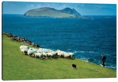 Irish Sheep Herding Canvas Art Print - Dennis Frates