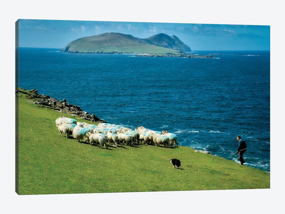 Irish Sheep Herding by Dennis Frates 1-piece Canvas Wall Art